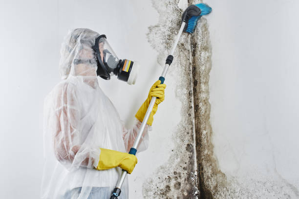 Why You Should Choose Our Mold Remediation Services in Moose Wilson Road, WY